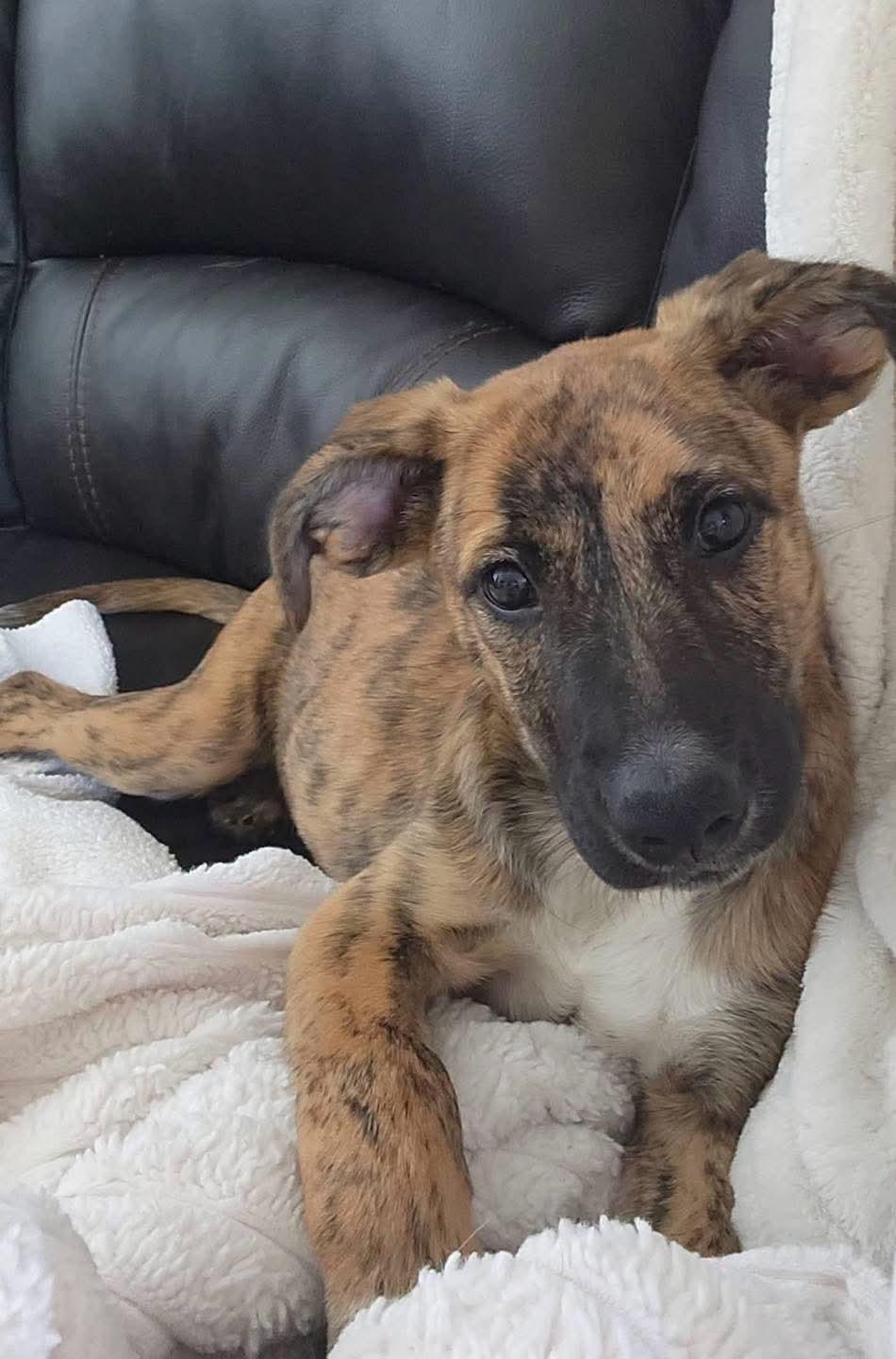 Mable, adopted, Puppy Female Labrador Retriever & Mixed Breed.