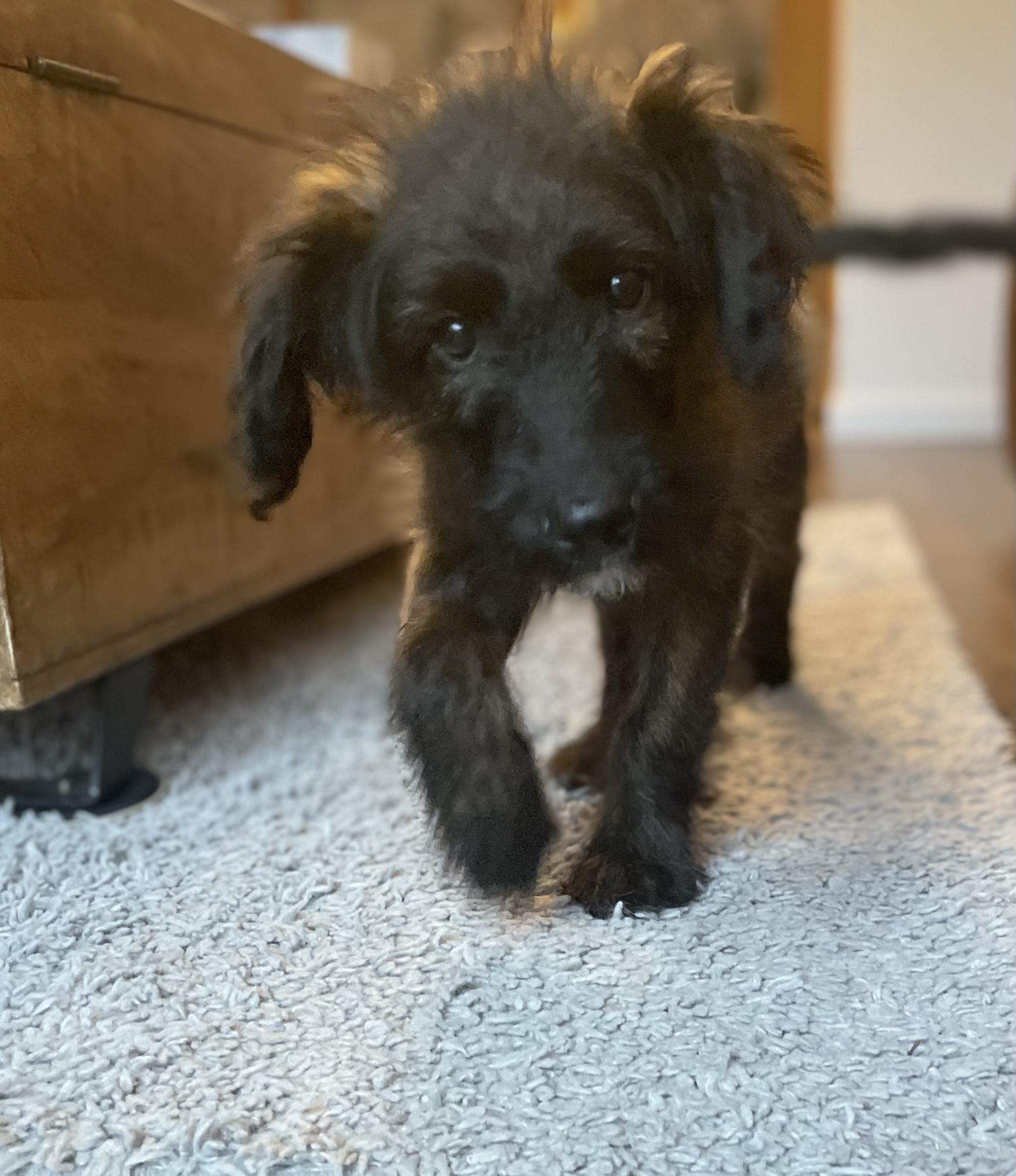 Enlarge Roo, a ADOPTABLE mixed breed in Fort Collins, CO image 4/4