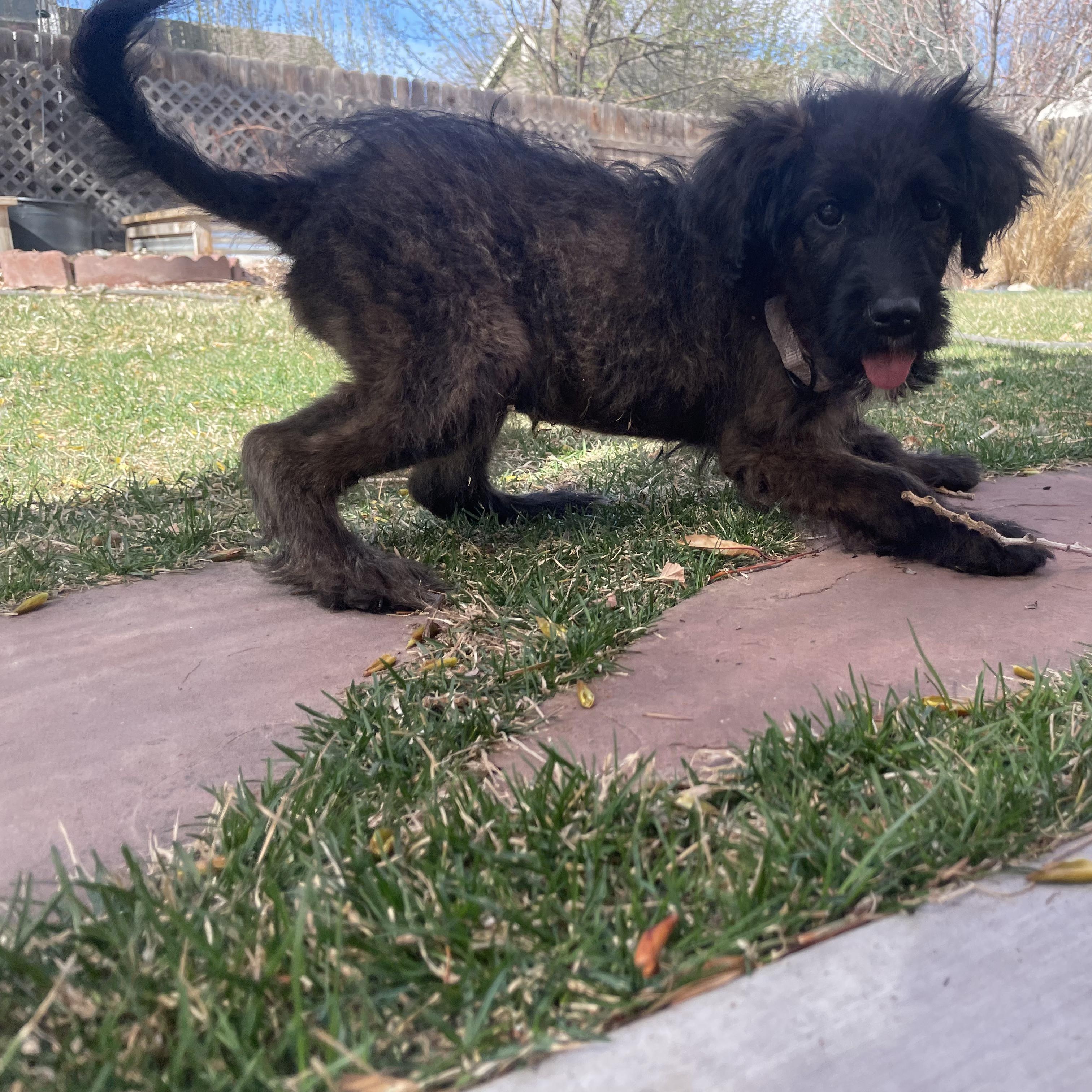 Enlarge Roo, a ADOPTABLE mixed breed in Fort Collins, CO image 2/4