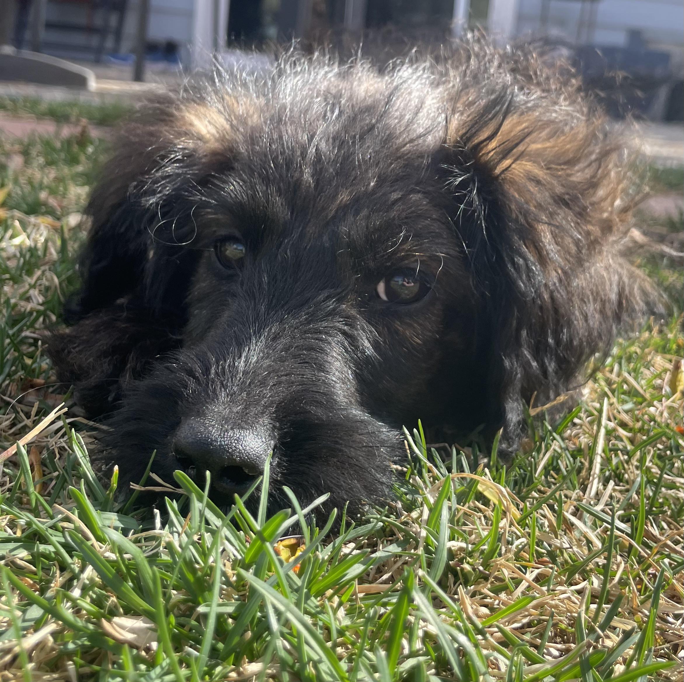 Enlarge Roo, a ADOPTABLE mixed breed in Fort Collins, CO image 3/4