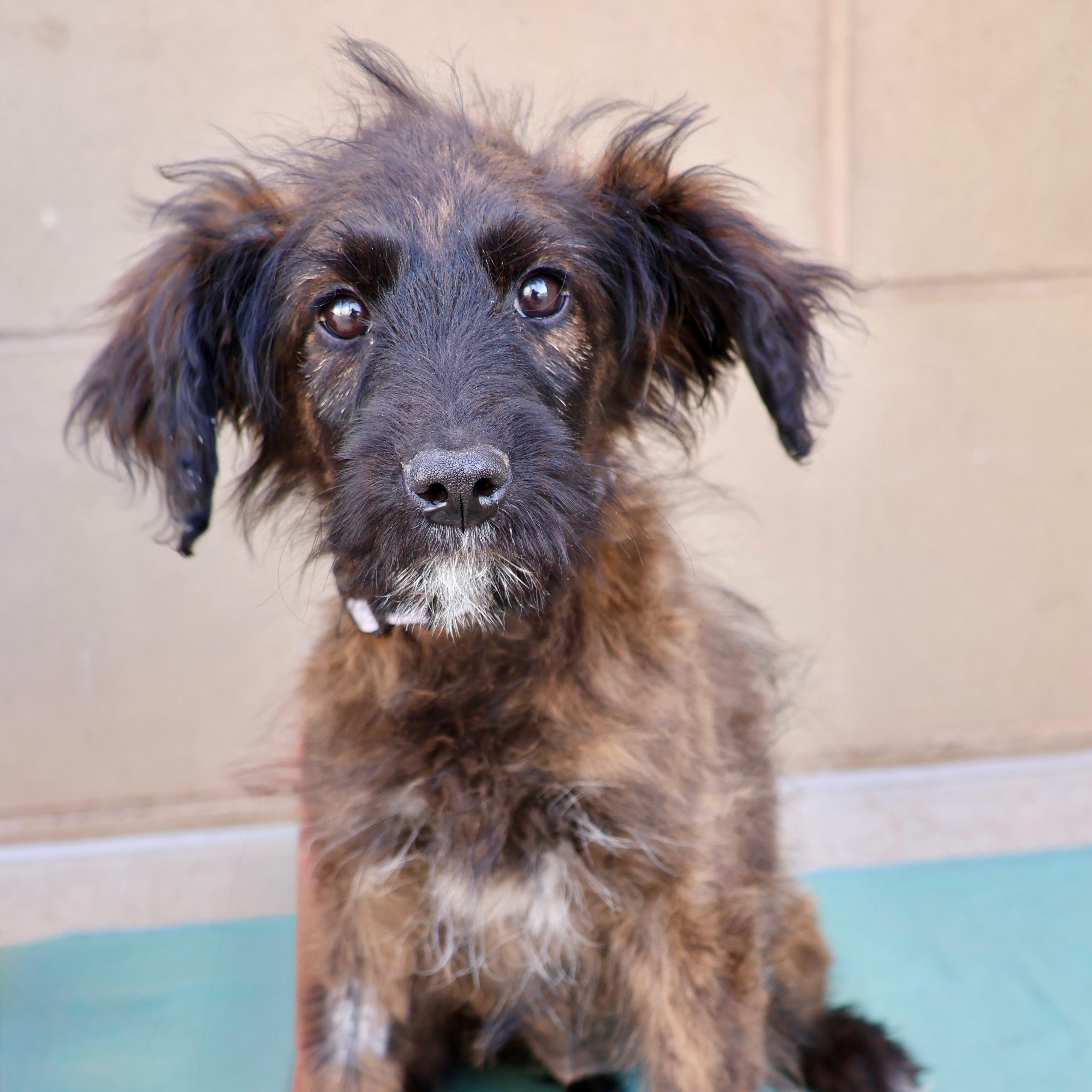 Enlarge Roo, a ADOPTABLE mixed breed in Fort Collins, CO image 1/4