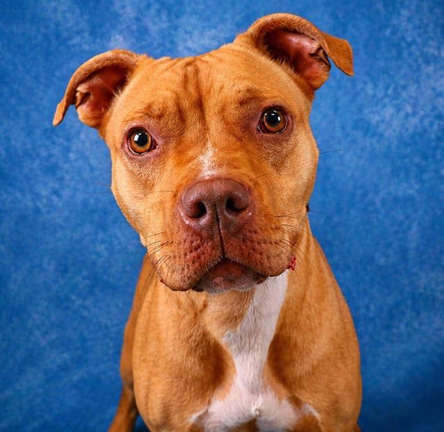 Enlarge TOASTIE, a Adoptable Pit Bull Terrier in Pearland, TX image 1/1