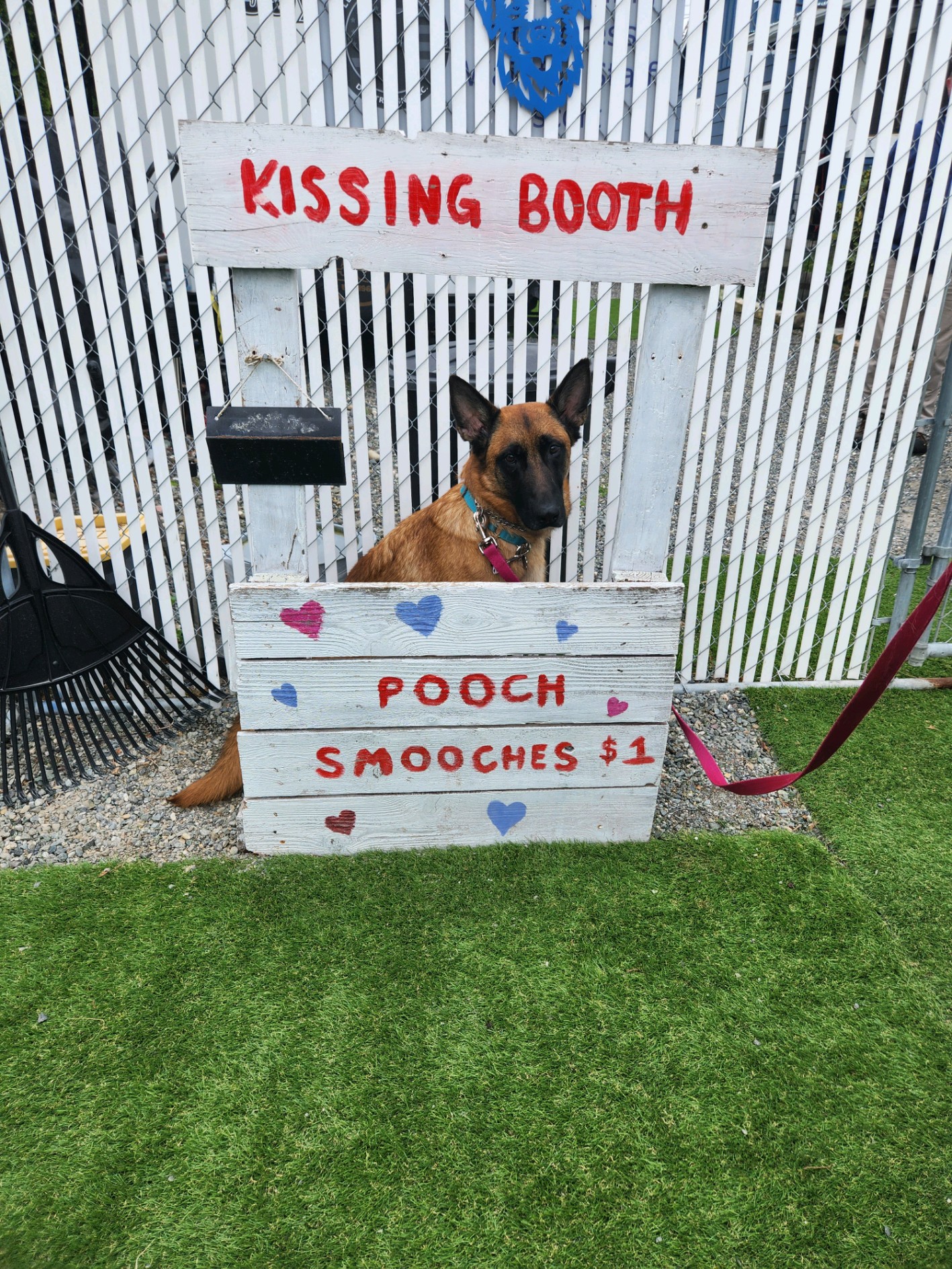 Enlarge Grant, a Adoptable Belgian Shepherd / Malinois in Seahurst, WA image 7/10