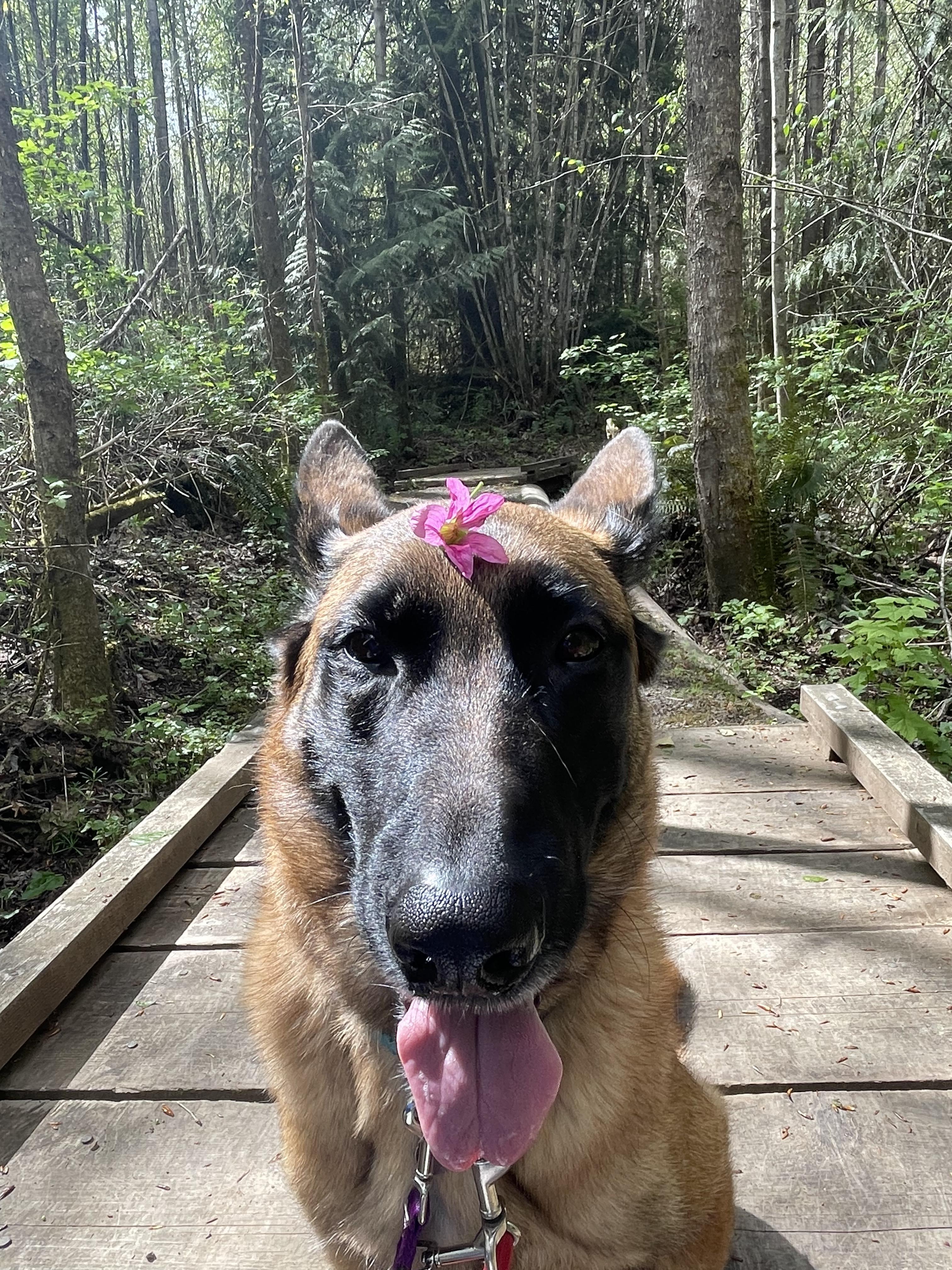 Enlarge Grant, a Adoptable Belgian Shepherd / Malinois in Seahurst, WA image 10/10