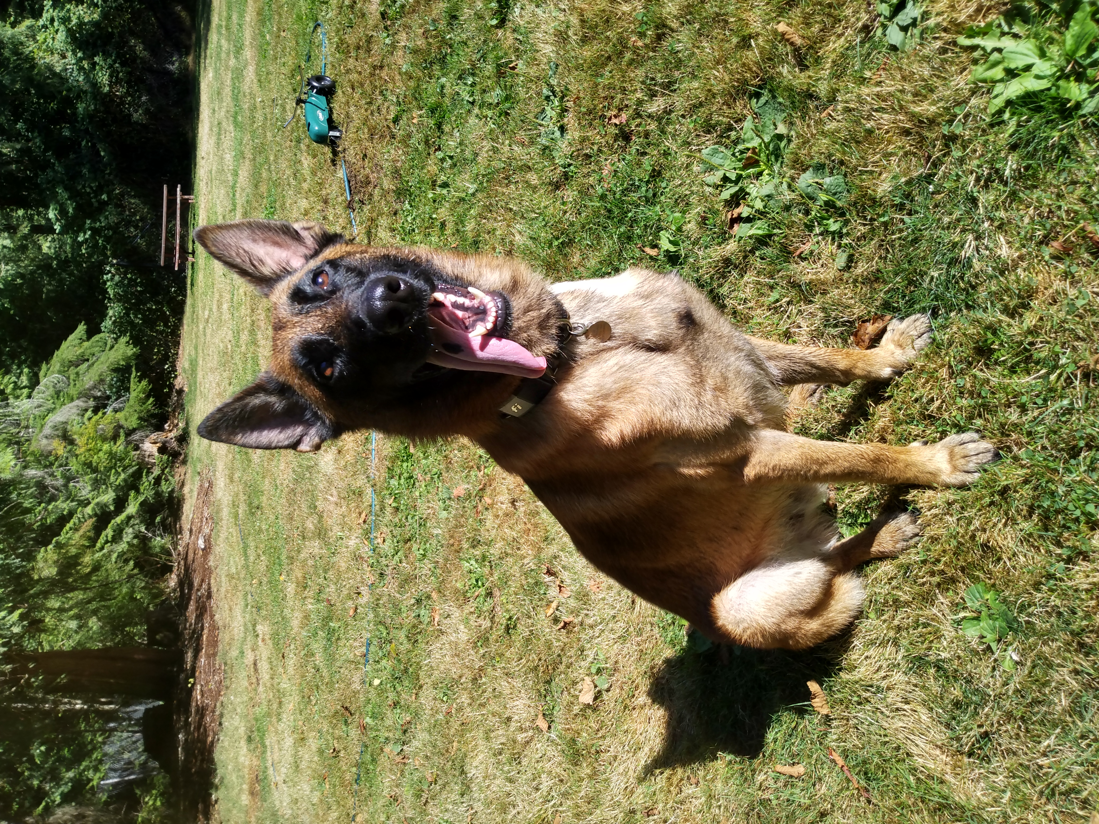 Enlarge Grant, a Adoptable Belgian Shepherd / Malinois in Seahurst, WA image 8/10