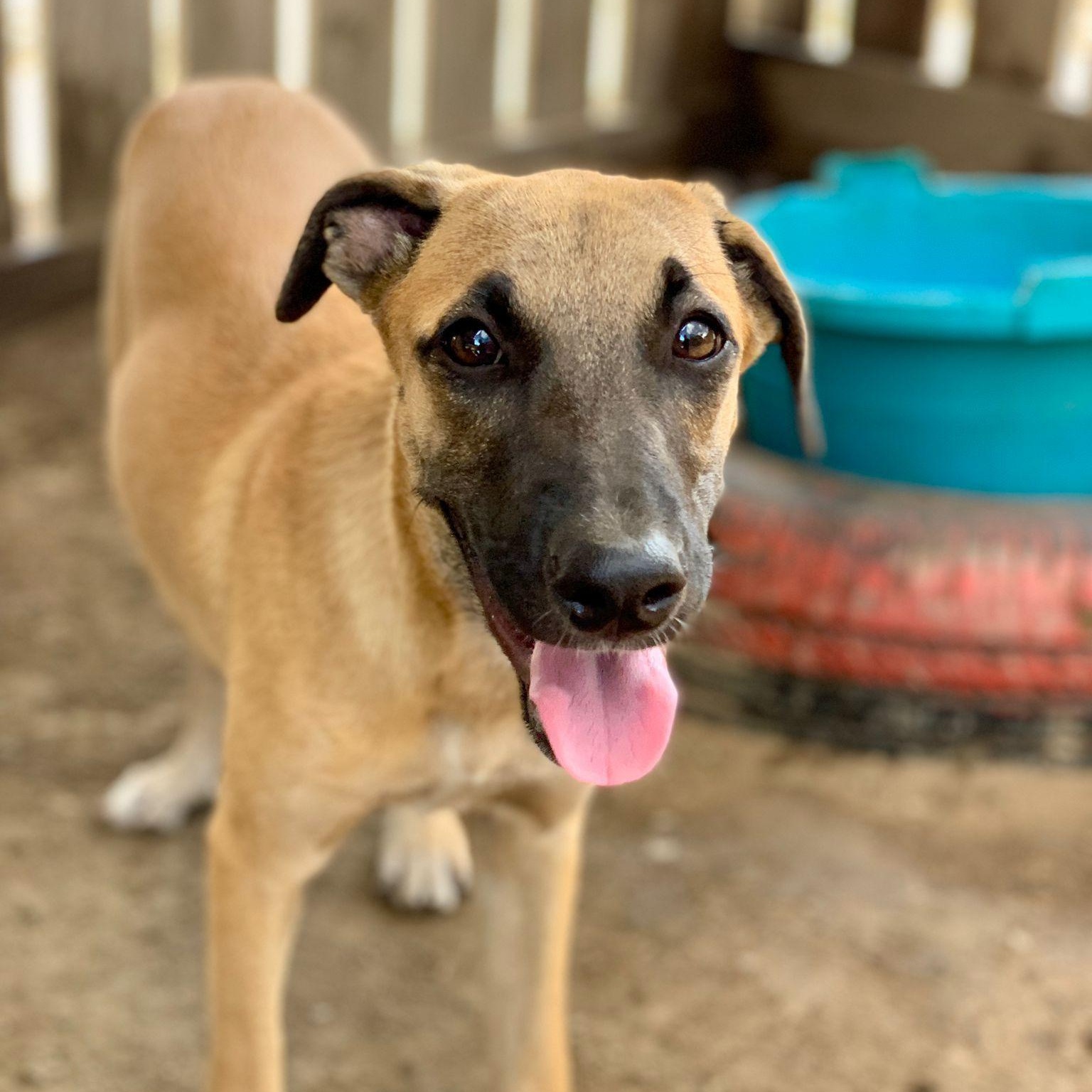 Coraline, an adopted Mixed Breed in Sandwich, MA image 3/6