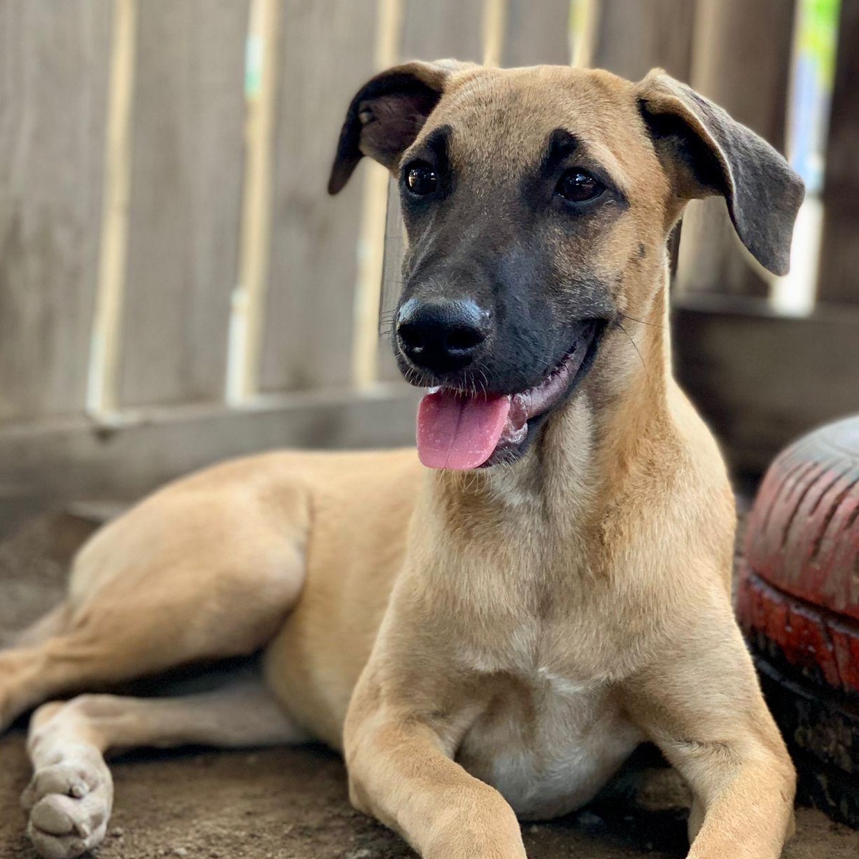 Coraline, an adopted Mixed Breed in Sandwich, MA image 2/6