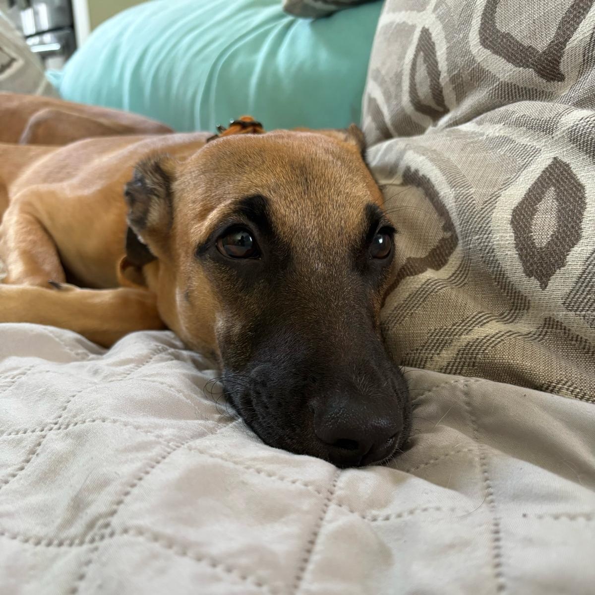 Coraline, an adopted Mixed Breed in Sandwich, MA image 4/6