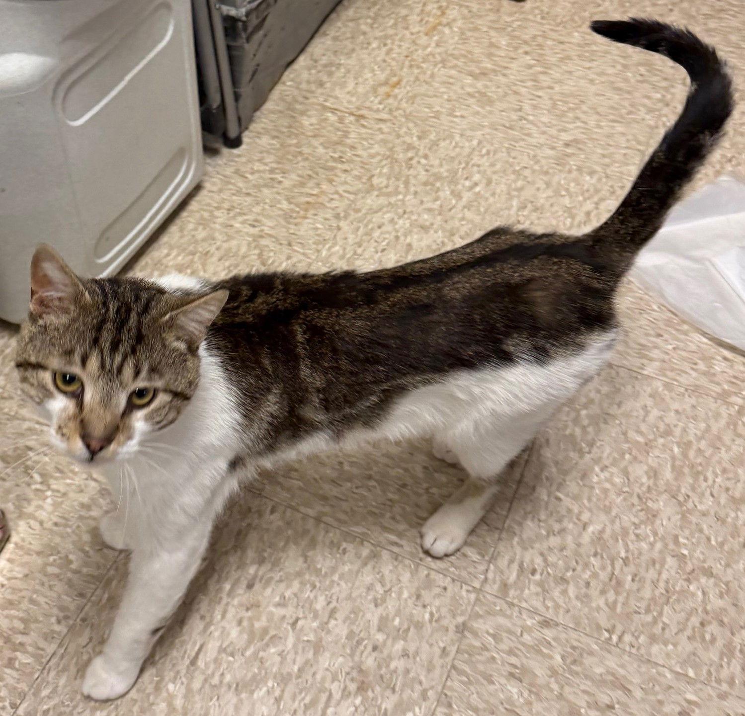 Elmer — thumbnail 2