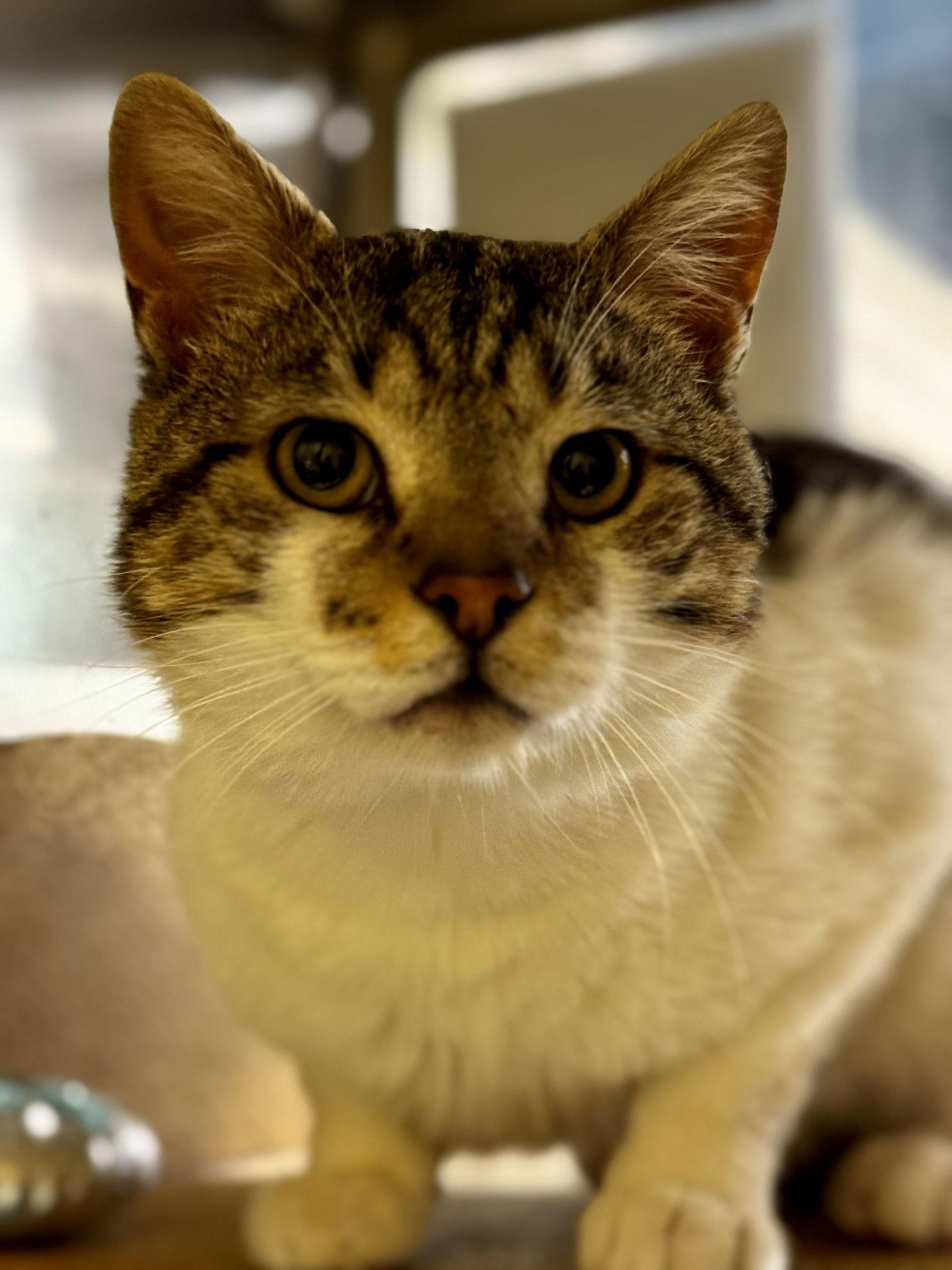 Elmer — thumbnail 3