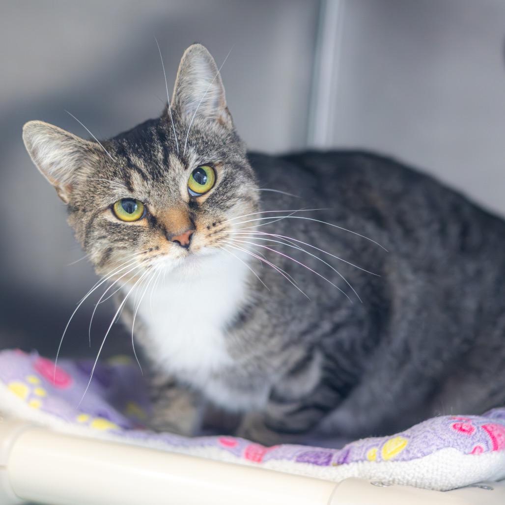 Freda — thumbnail 3