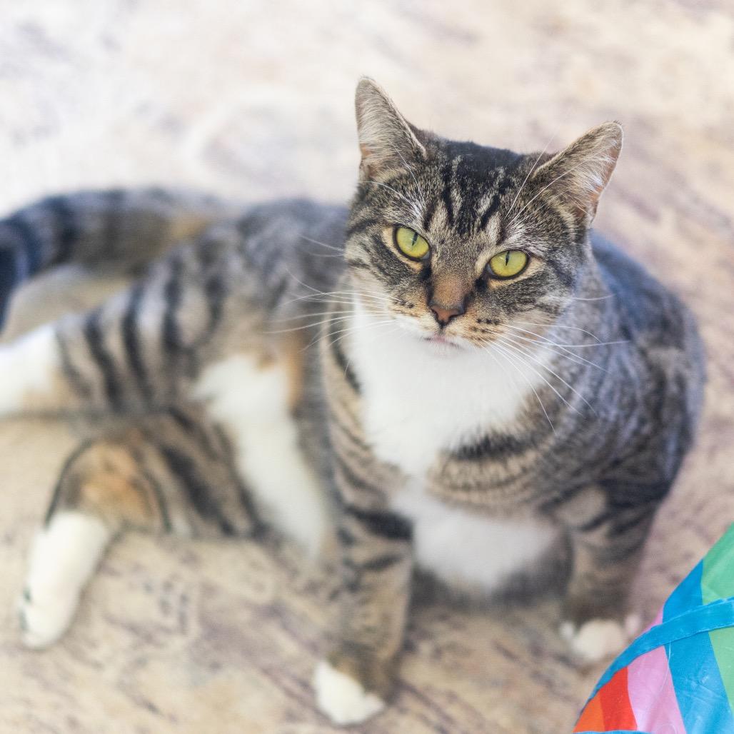 Freda — thumbnail 5