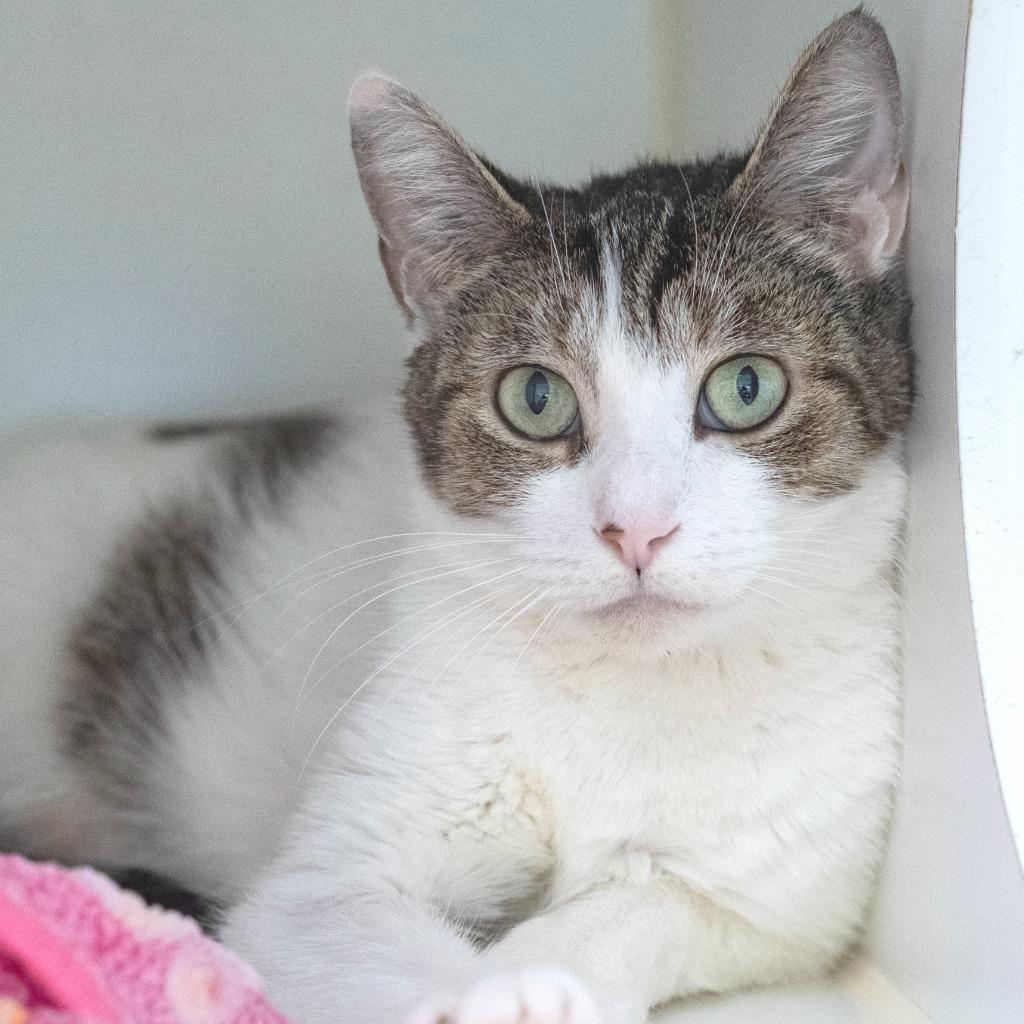 Enlarge Party, a ADOPTABLE Domestic Short Hair in Pontiac, MI image 1/1