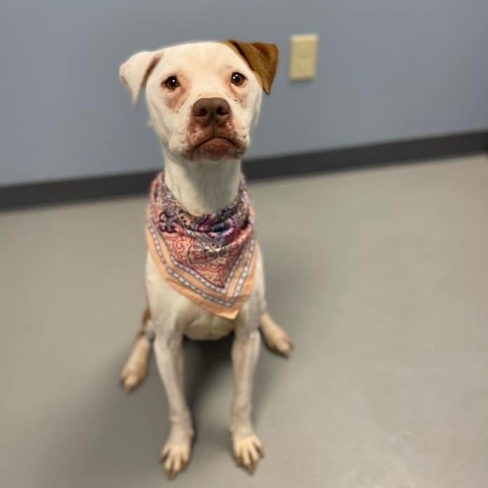 Dog for adoption Moxie, a Terrier Mix in Zanesville, OH Petfinder