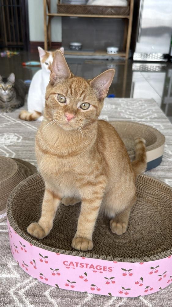 Enlarge Toast, a Adoptable mixed breed in Fort Lauderdale, FL image 1/6