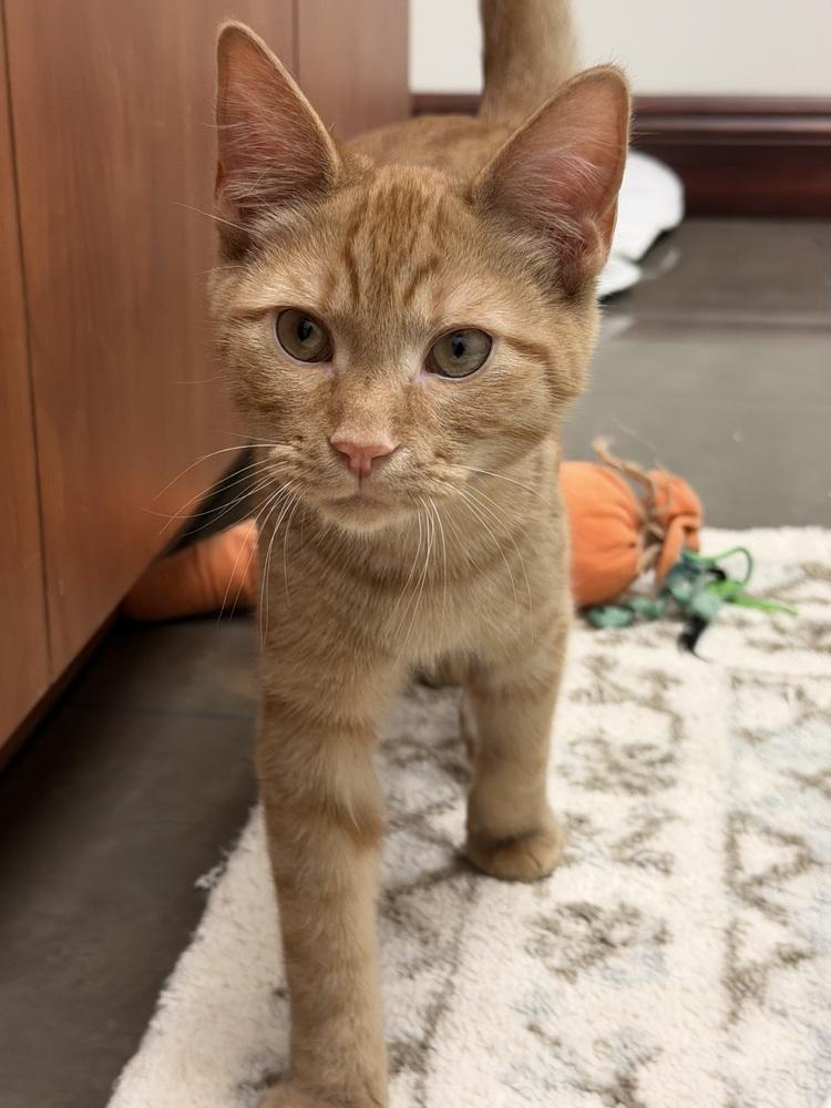 Toast, Adoptable, Kitten Male Tabby & Domestic Short Hair.