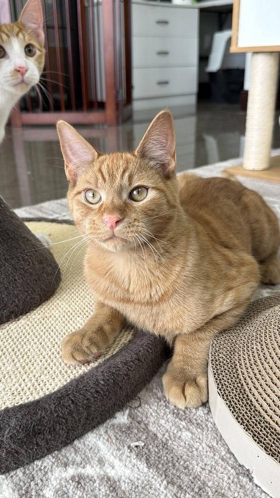 Enlarge Toast, a Adoptable mixed breed in Fort Lauderdale, FL image 3/6