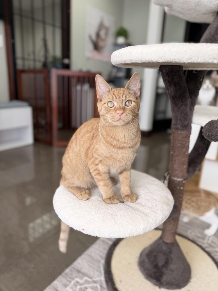 Enlarge Toast, a Adoptable mixed breed in Fort Lauderdale, FL image 4/6