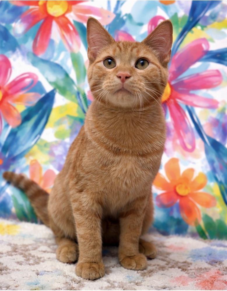 Enlarge Toast, a Adoptable mixed breed in Fort Lauderdale, FL image 2/3