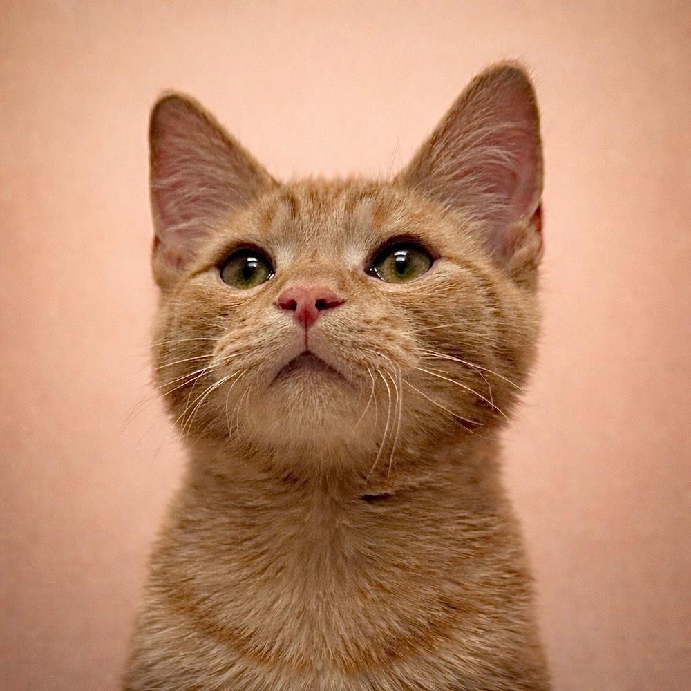 Enlarge Toast, a Adoptable mixed breed in Fort Lauderdale, FL image 3/3