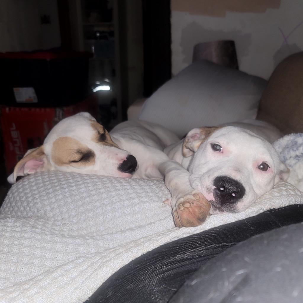 Enlarge Saki, a Adoptable mixed breed in Waldorf, MD image 3/3