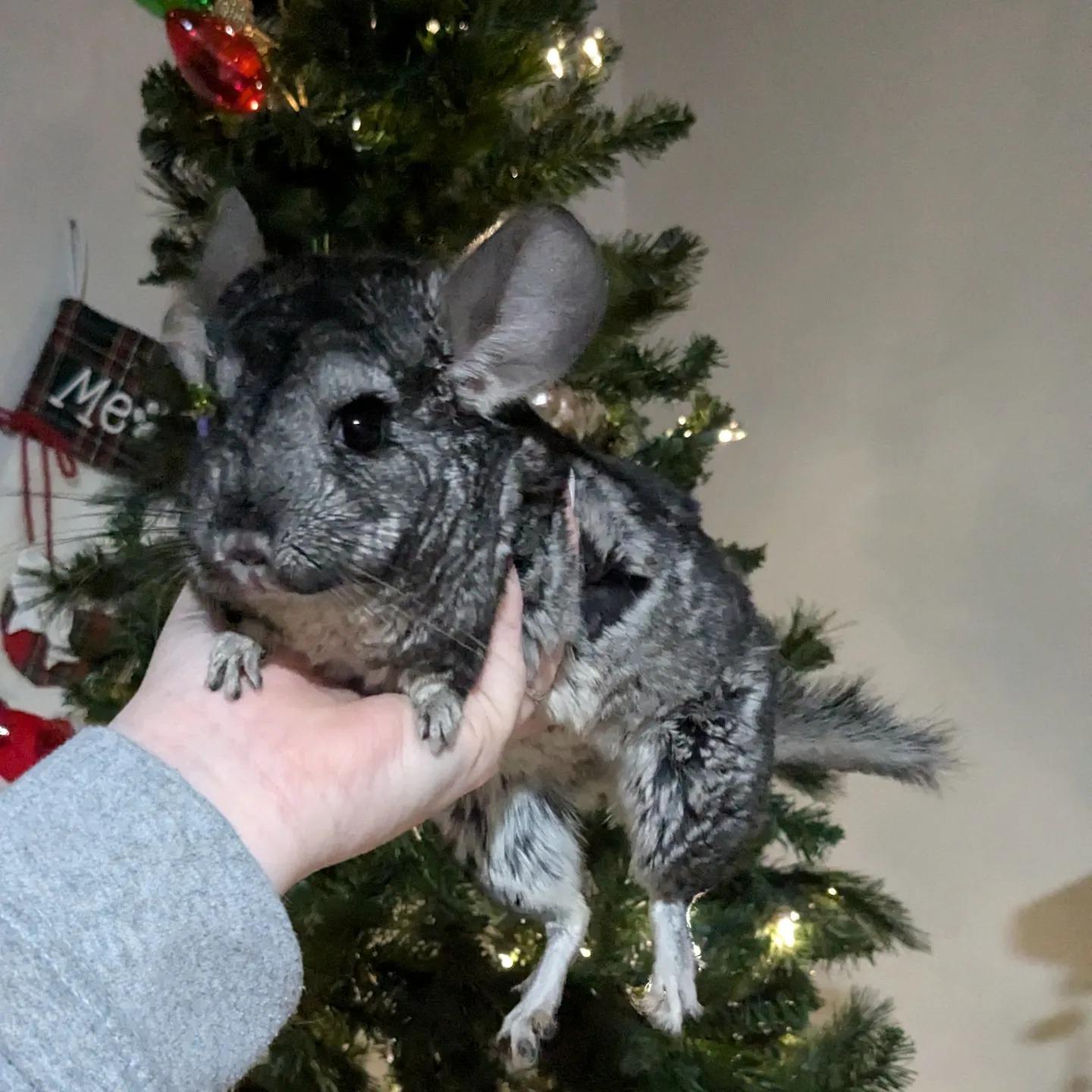 Lilo, Adoptable, Young Female Chinchilla.