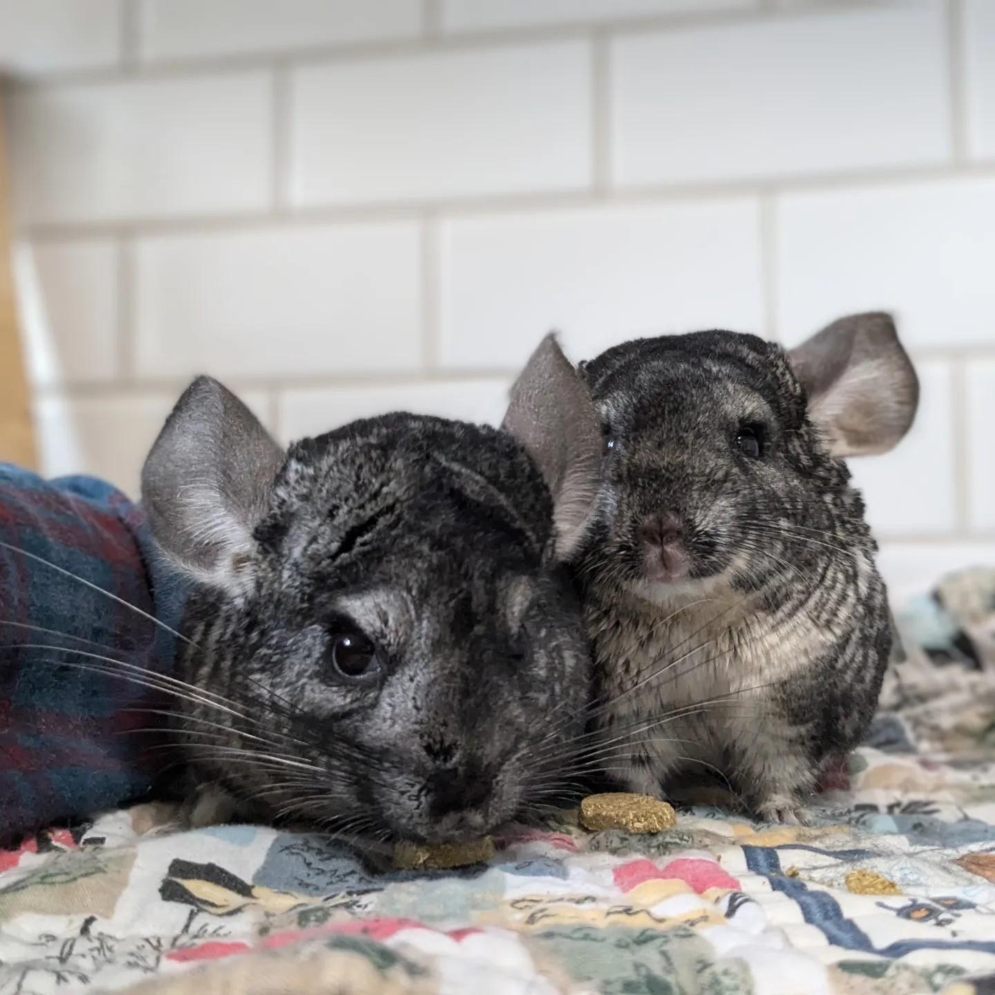 Lilo, a Adoptable Chinchilla in Modesto, CA image 2/4