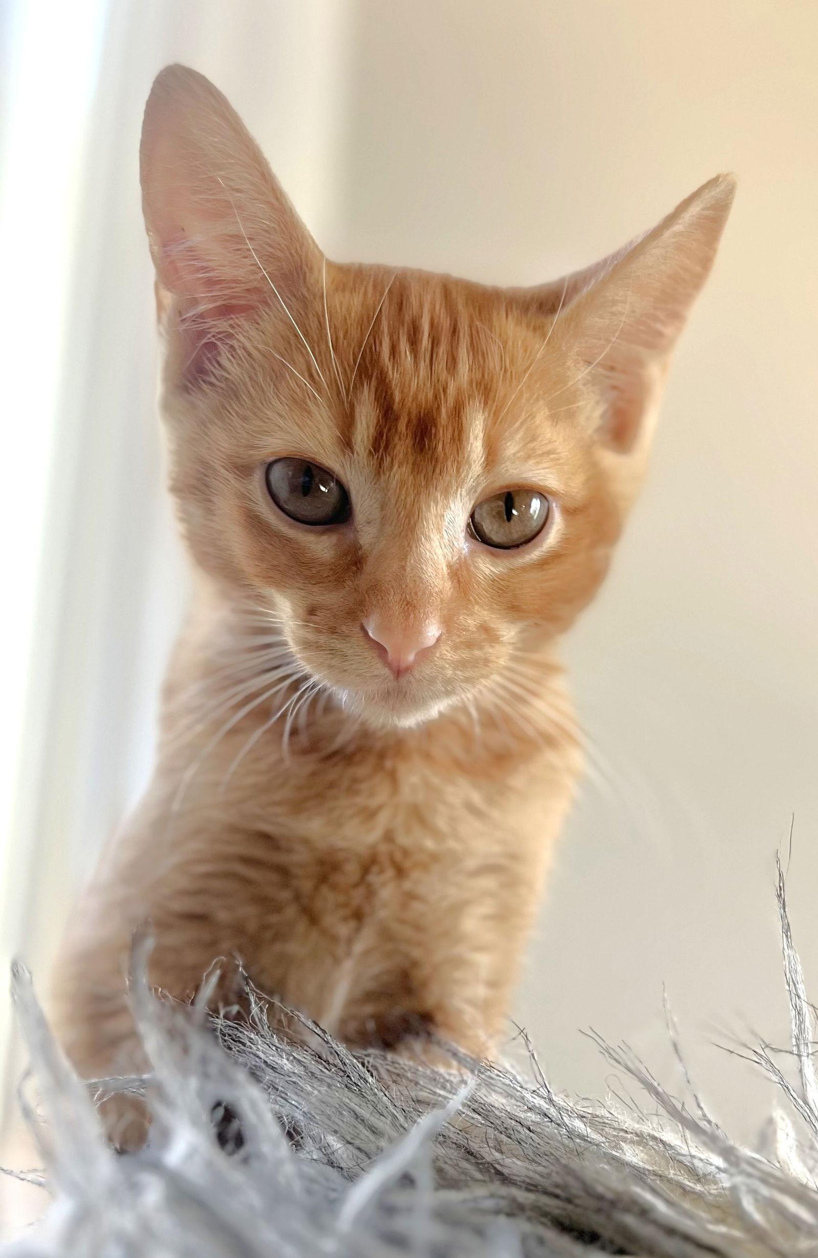 Chestnut, Adoptable, Kitten Male Domestic Short Hair.