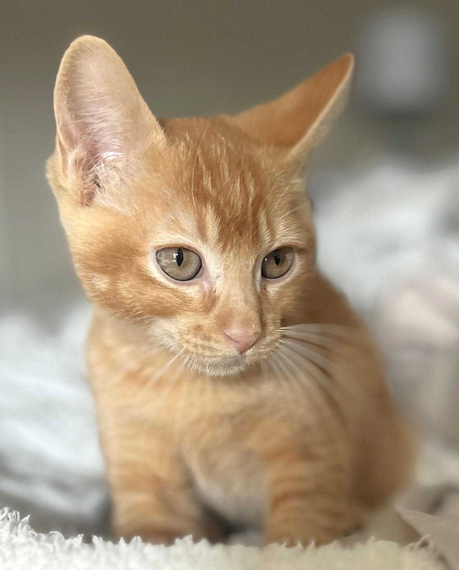 Enlarge Chestnut, a Adoptable Domestic Short Hair in Shawnee, KS image 2/3