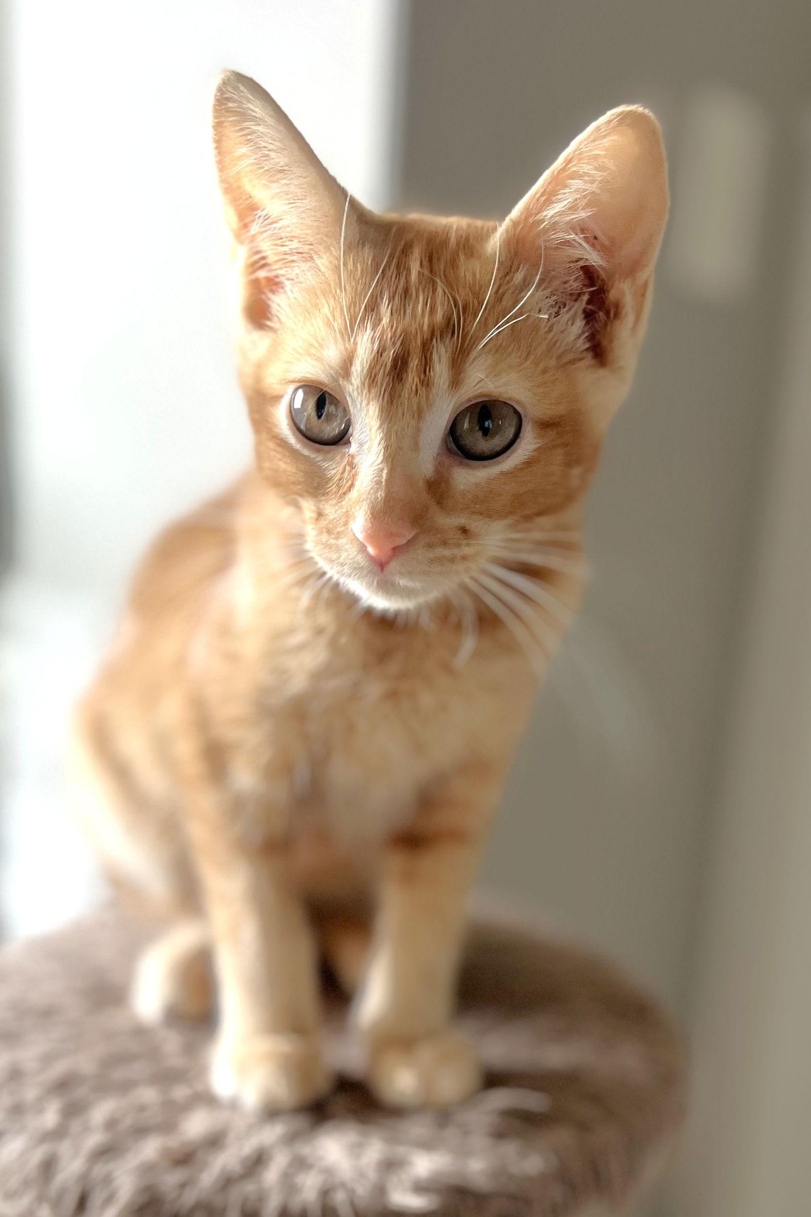 Enlarge Chestnut, a Adoptable Domestic Short Hair in Shawnee, KS image 3/3