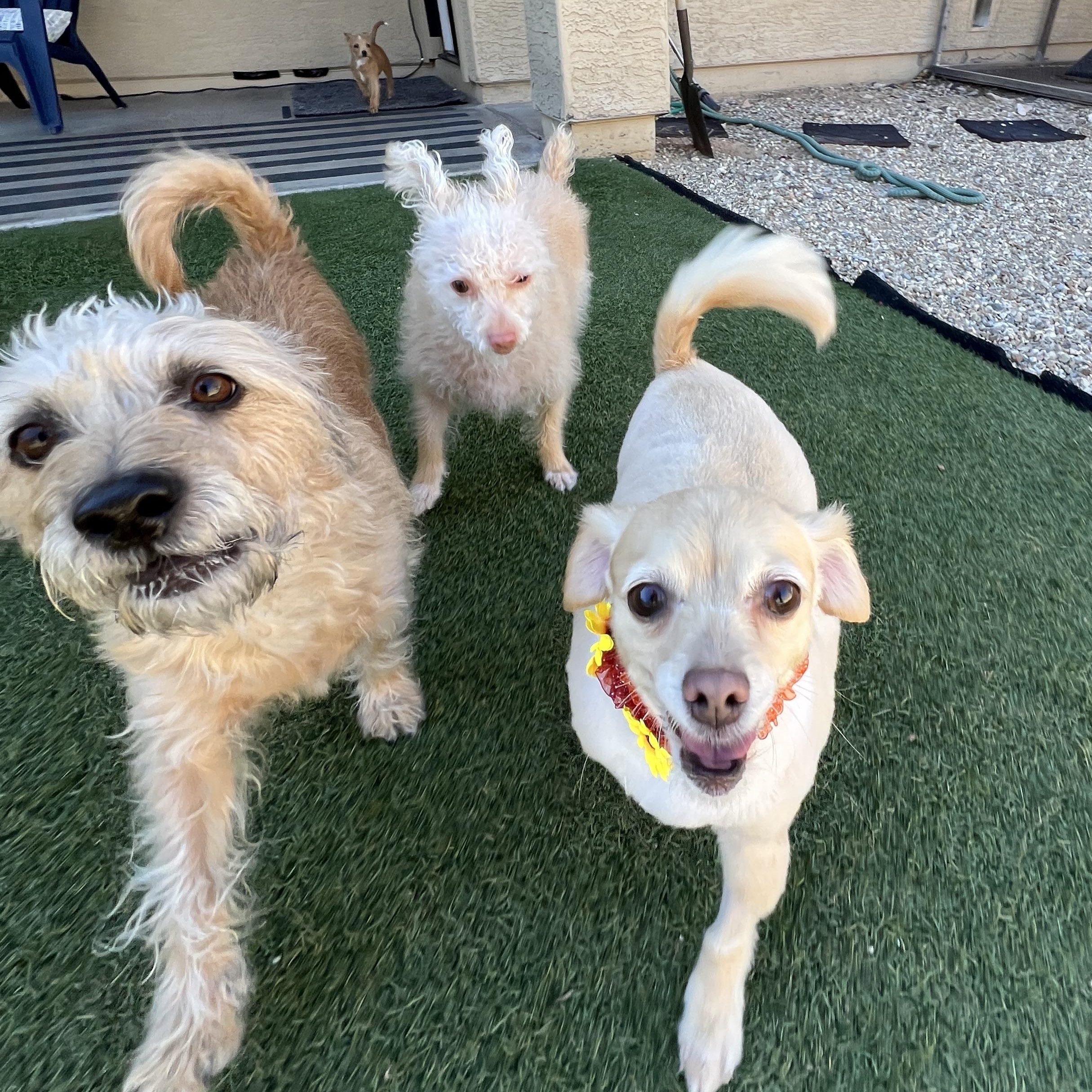 Enlarge Taco, a Adoptable mixed breed in Phoenix, AZ image 6/6