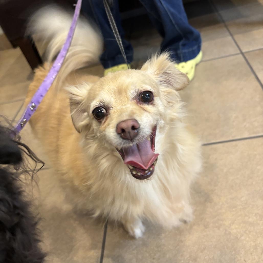 Enlarge Taco, a Adoptable mixed breed in Phoenix, AZ image 2/6