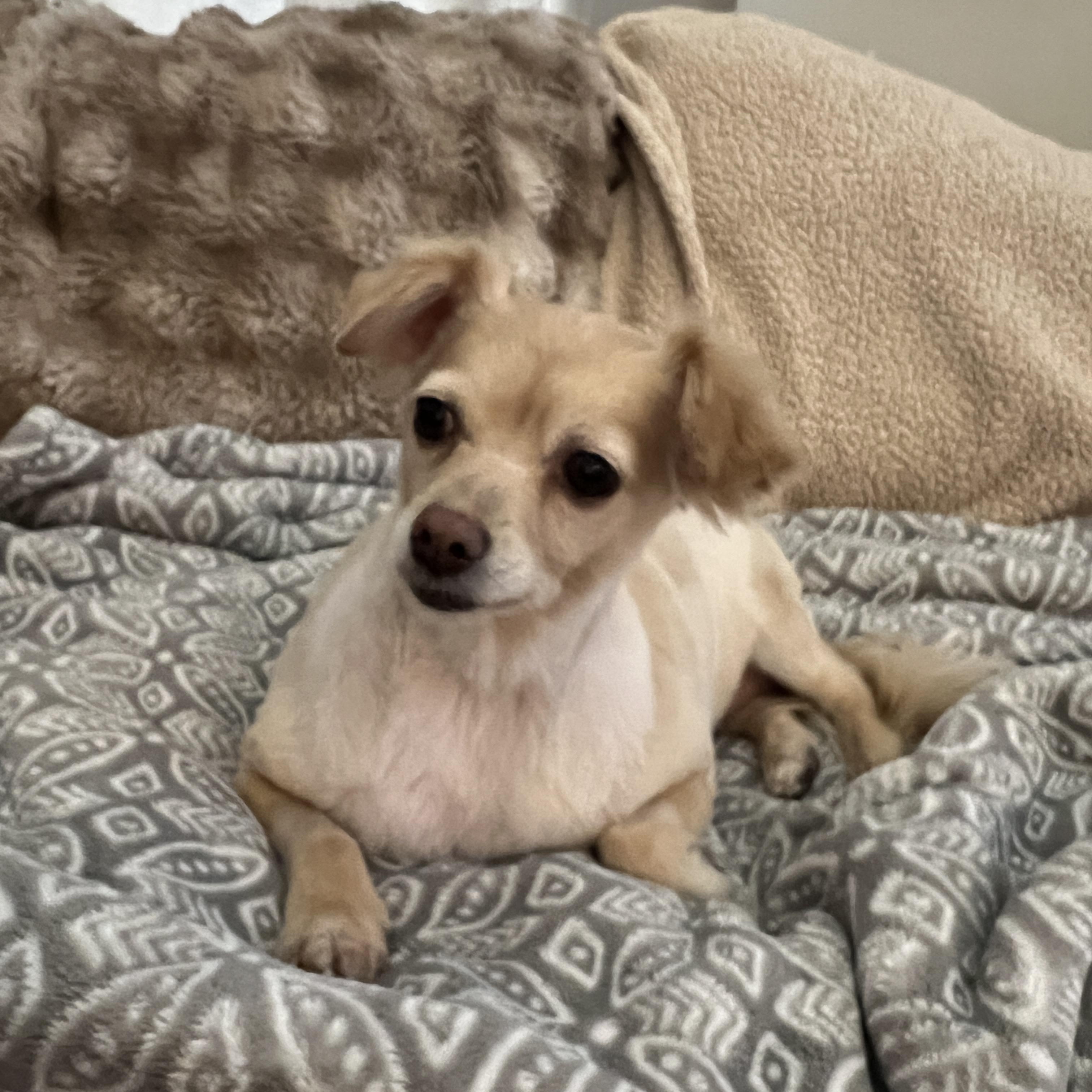 Taco, Adoptable, Senior Female Chihuahua & Dachshund.
