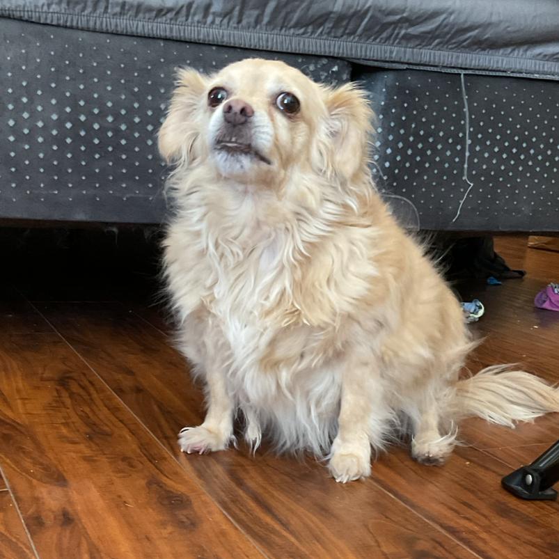 Enlarge Taco, a Adoptable mixed breed in Phoenix, AZ image 3/6