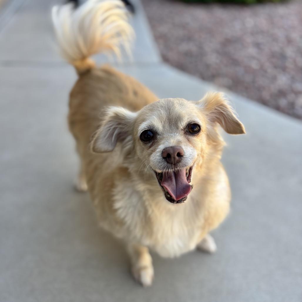 Enlarge Taco, a Adoptable mixed breed in Phoenix, AZ image 1/6