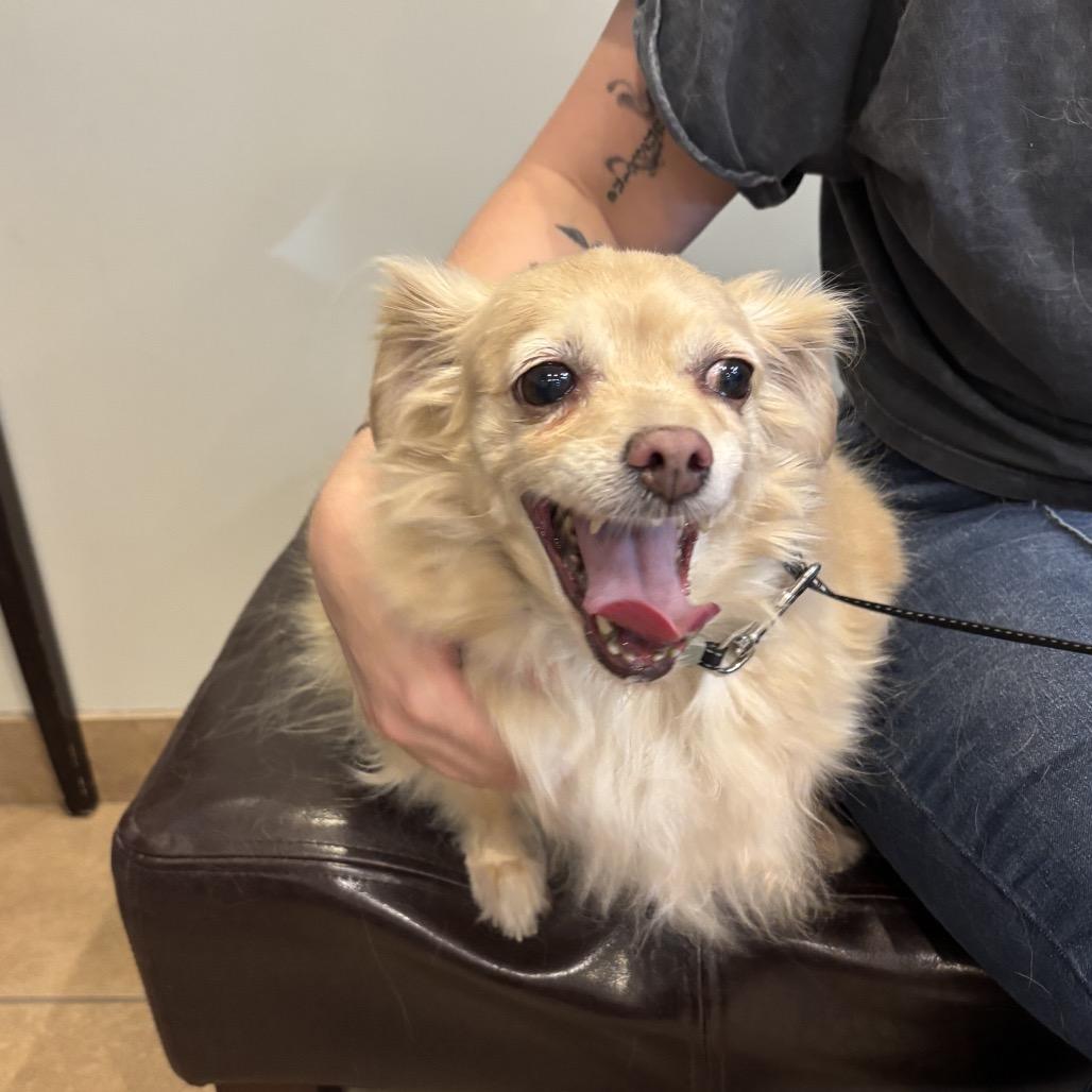 Enlarge Taco, a Adoptable mixed breed in Phoenix, AZ image 4/6