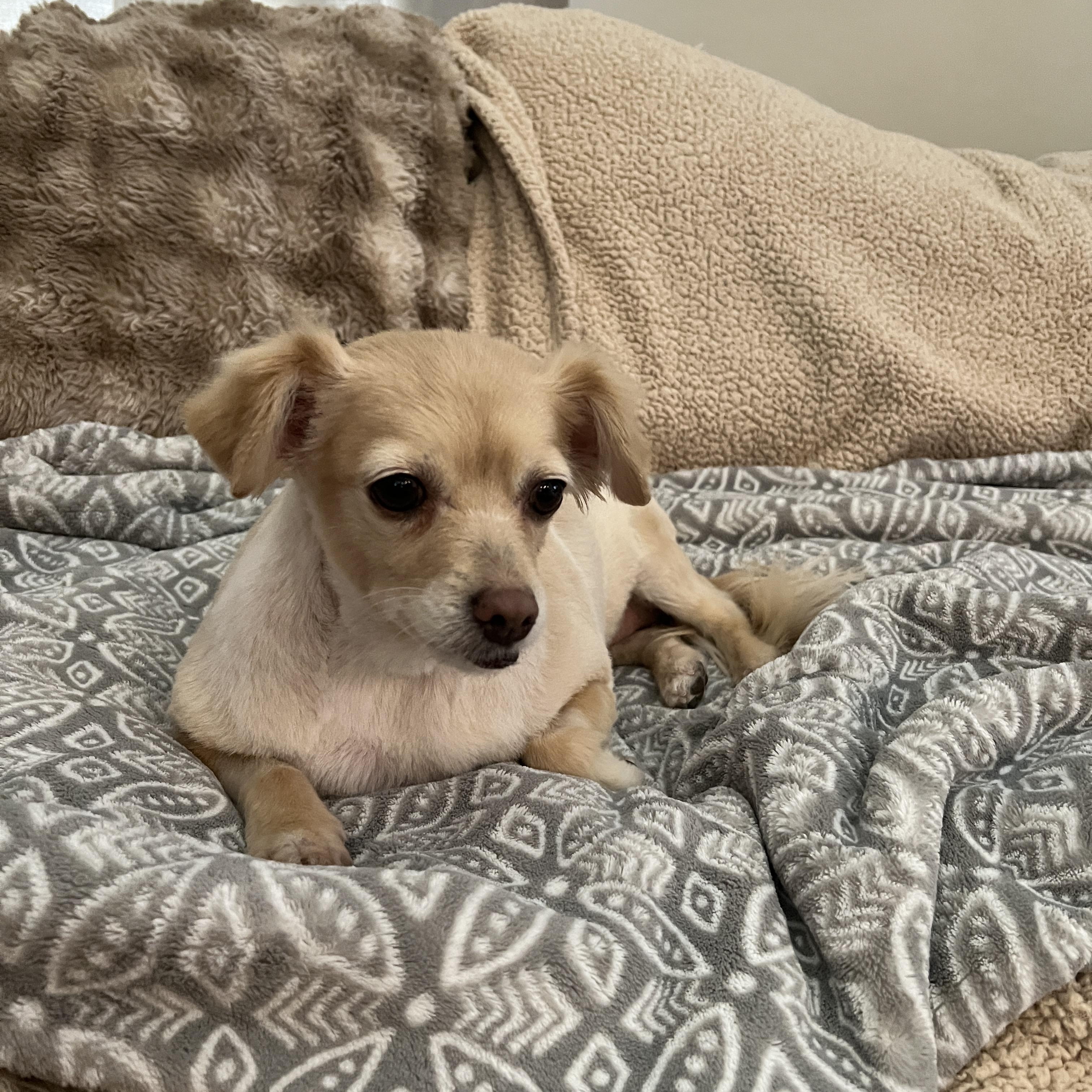 Enlarge Taco, a Adoptable mixed breed in Phoenix, AZ image 5/6