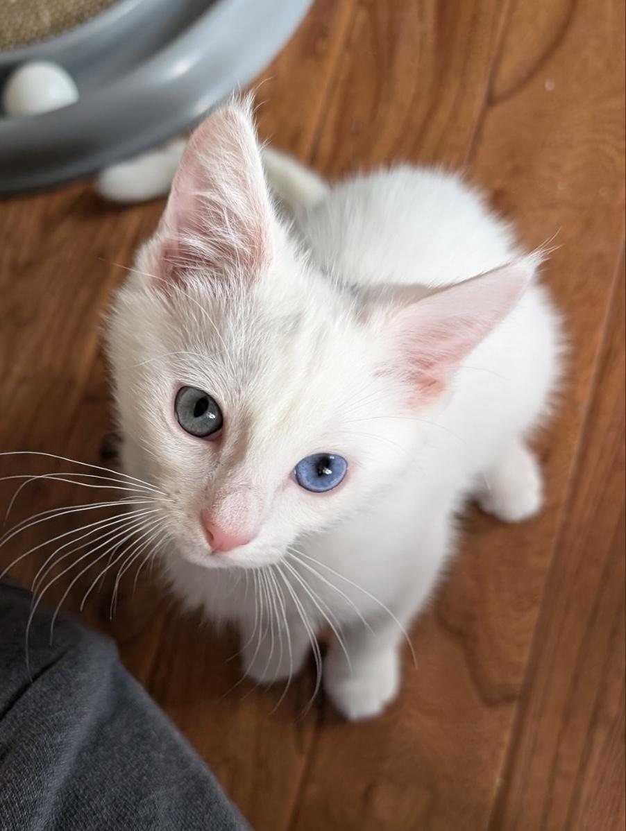David Bowie, adoptable, Kitten Male Domestic Short Hair.