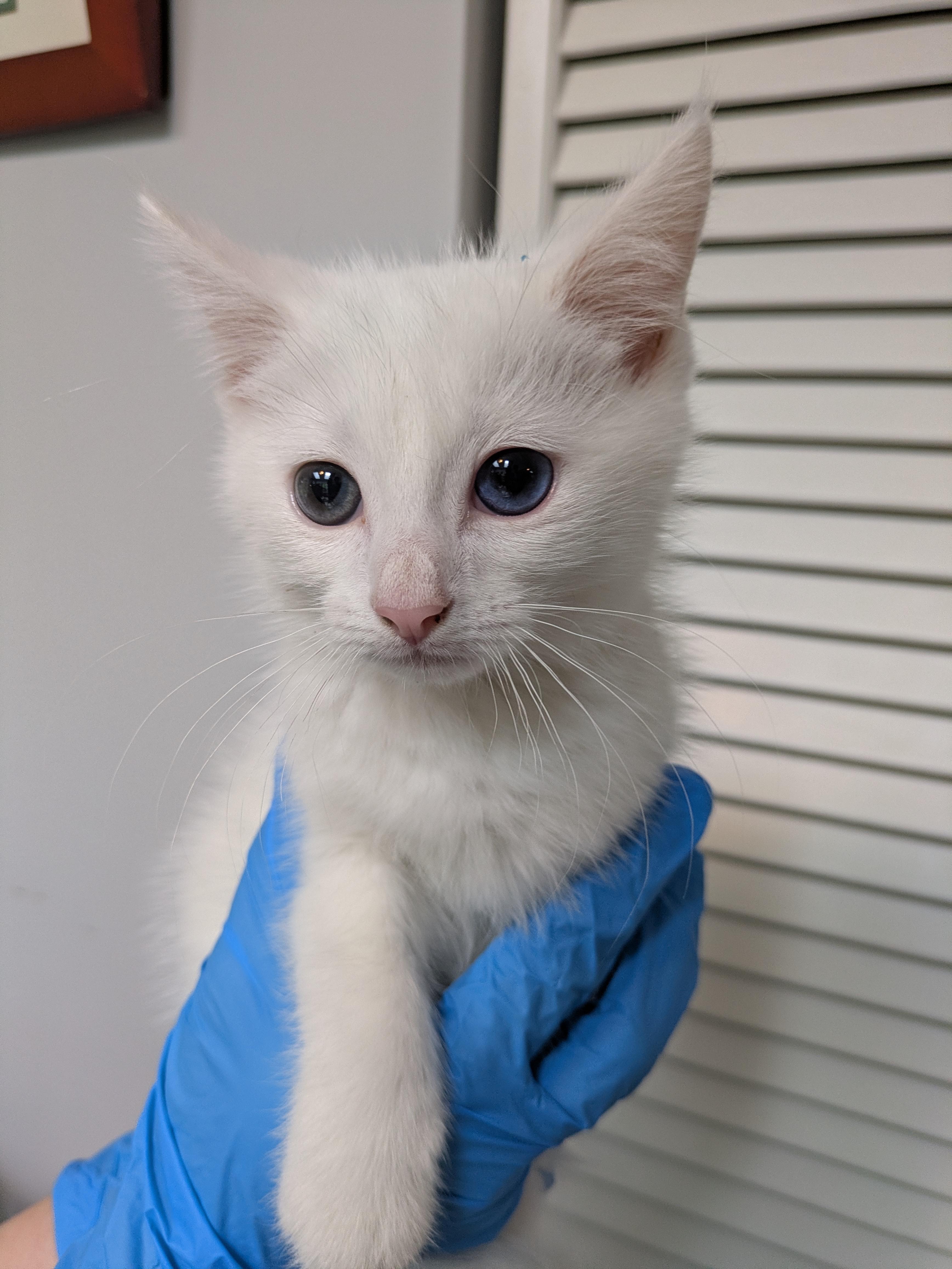 Enlarge David Bowie, an adoptable Domestic Short Hair in Haddon Heights, NJ image 2/2