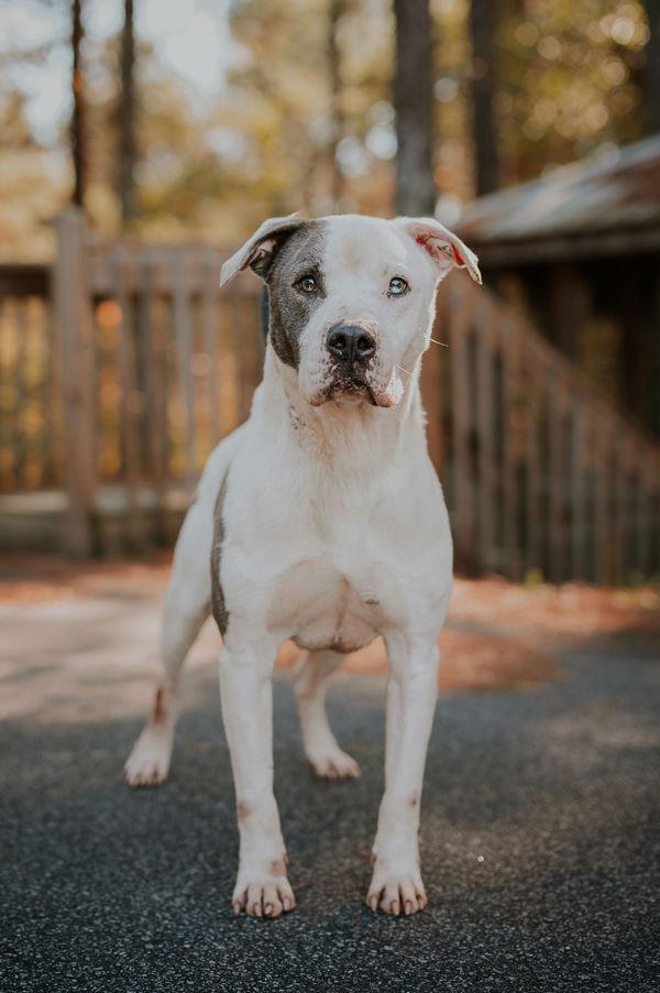 Enlarge 25-11-3232 Wheatley, a Adoptable mixed breed in Dallas, GA image 1/4