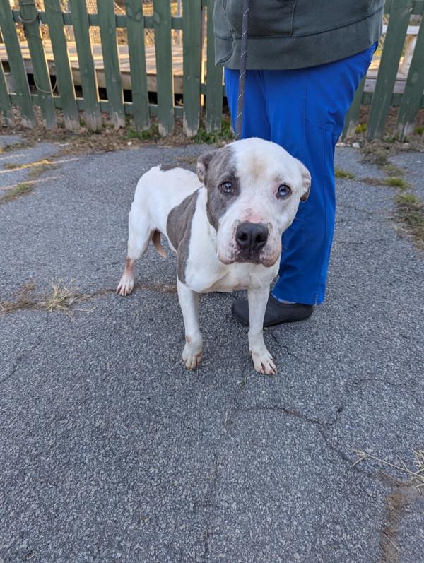 Enlarge 25-11-3232 Wheatley, a Adoptable mixed breed in Dallas, GA image 2/4