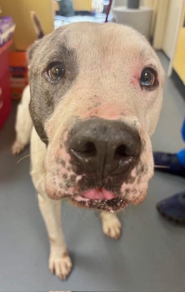 Enlarge 25-11-3232 Wheatley, a Adoptable mixed breed in Dallas, GA image 3/4