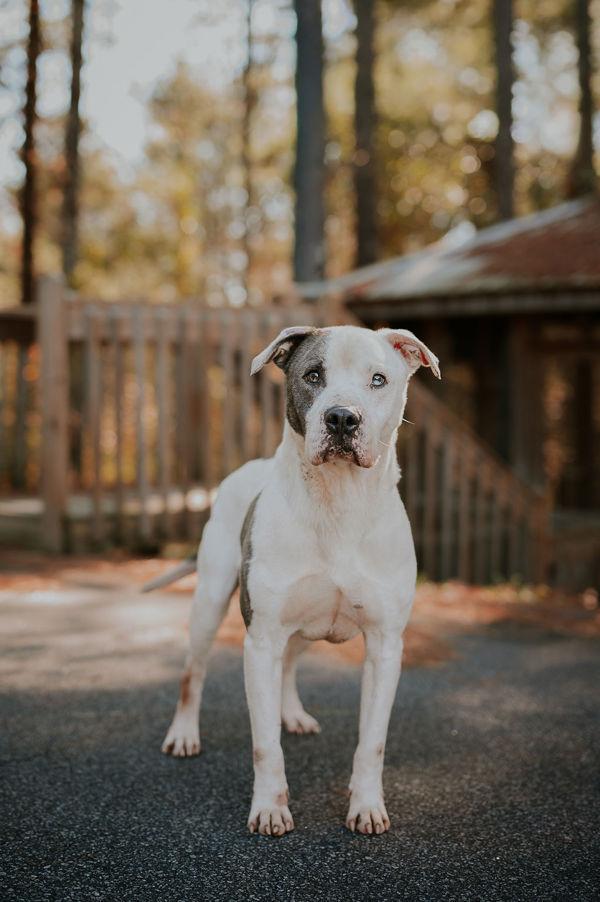 Enlarge 25-11-3232 Wheatley, a Adoptable mixed breed in Dallas, GA image 4/4