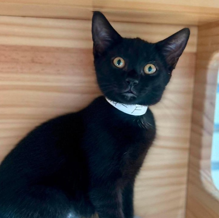 Siena, ADOPTABLE, Young Female Domestic Short Hair.