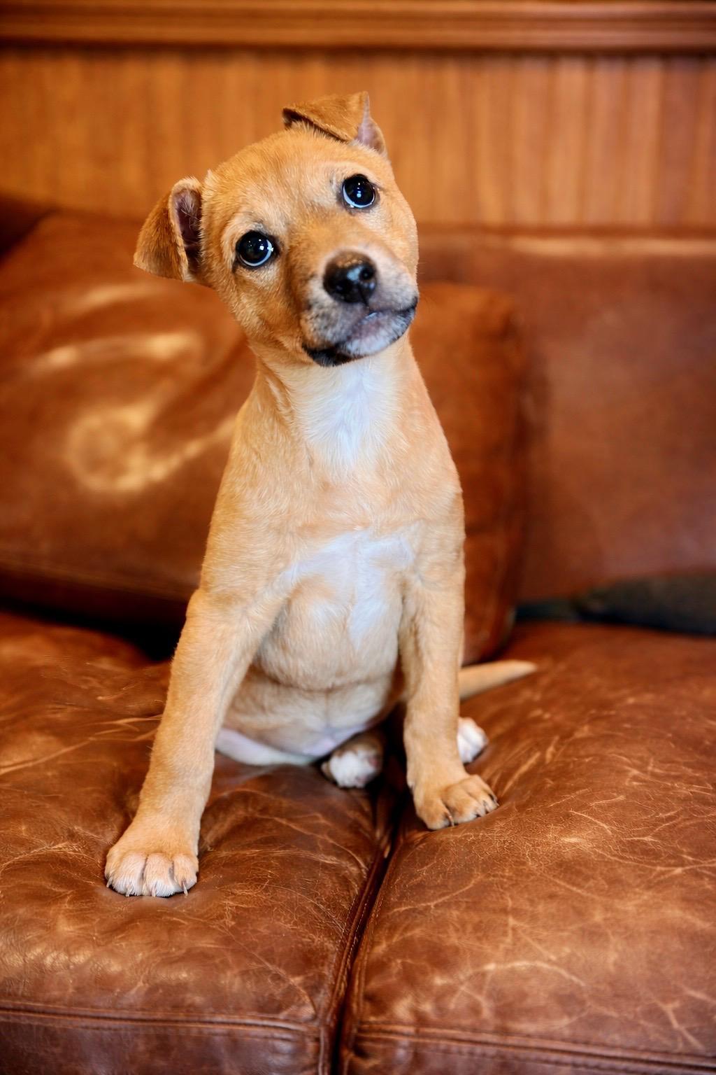 Enlarge Lola, an adopted mixed breed in AQUEBOGUE, NY image 1/1