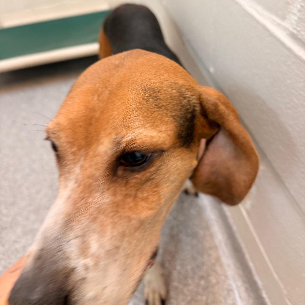 Enlarge Roxy, a Adoptable Hound in Chariton, IA image 1/5