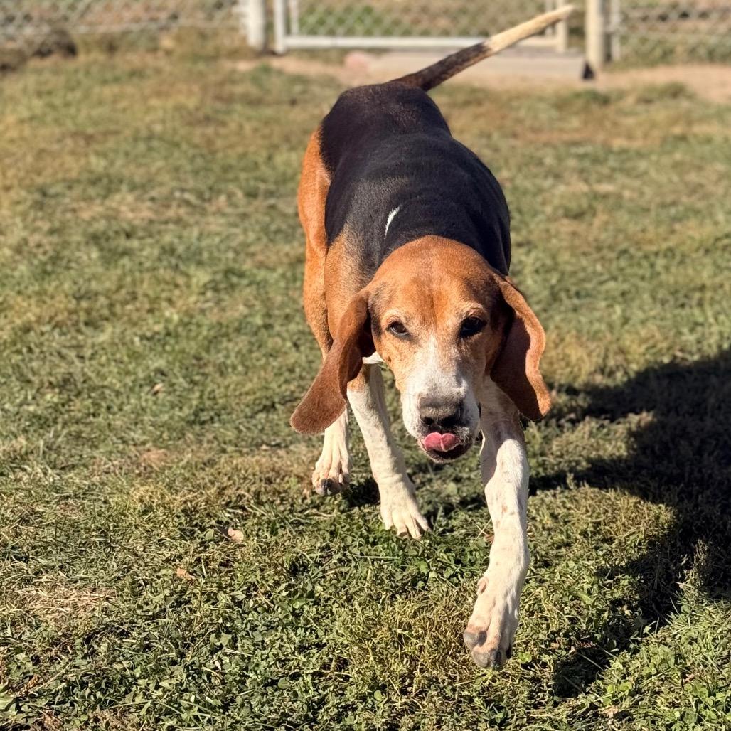 Enlarge Roxy, a Adoptable Hound in Chariton, IA image 3/5