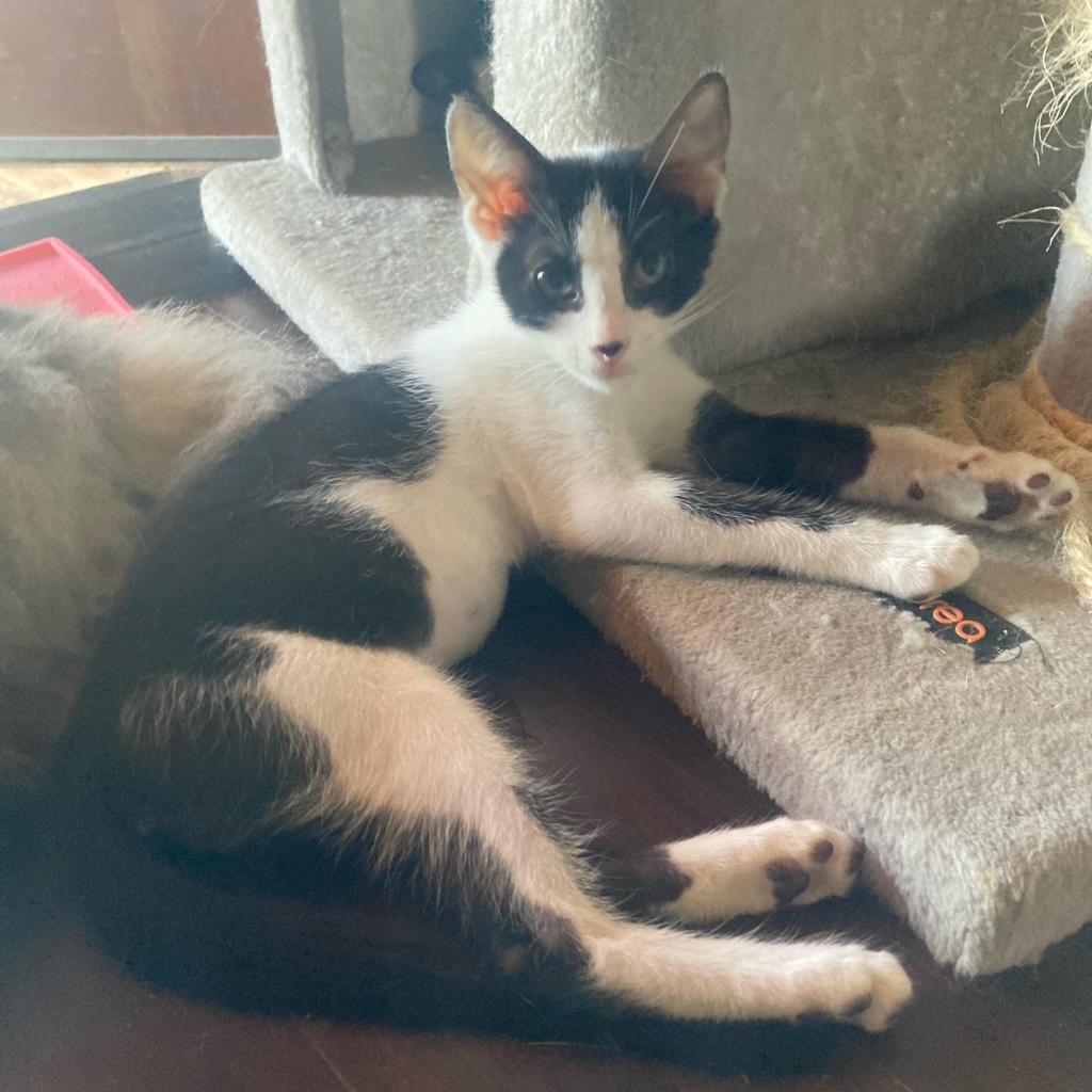 Enlarge PABLO PICATSSO, a ADOPTABLE Domestic Short Hair in Joshua Tree, CA image 3/4