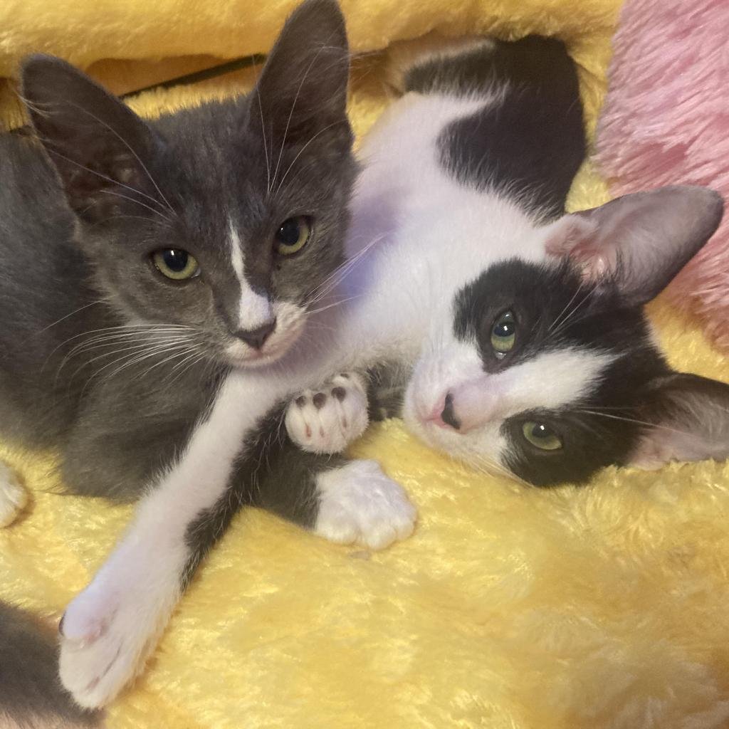 Enlarge PABLO PICATSSO, a ADOPTABLE Domestic Short Hair in Joshua Tree, CA image 4/4