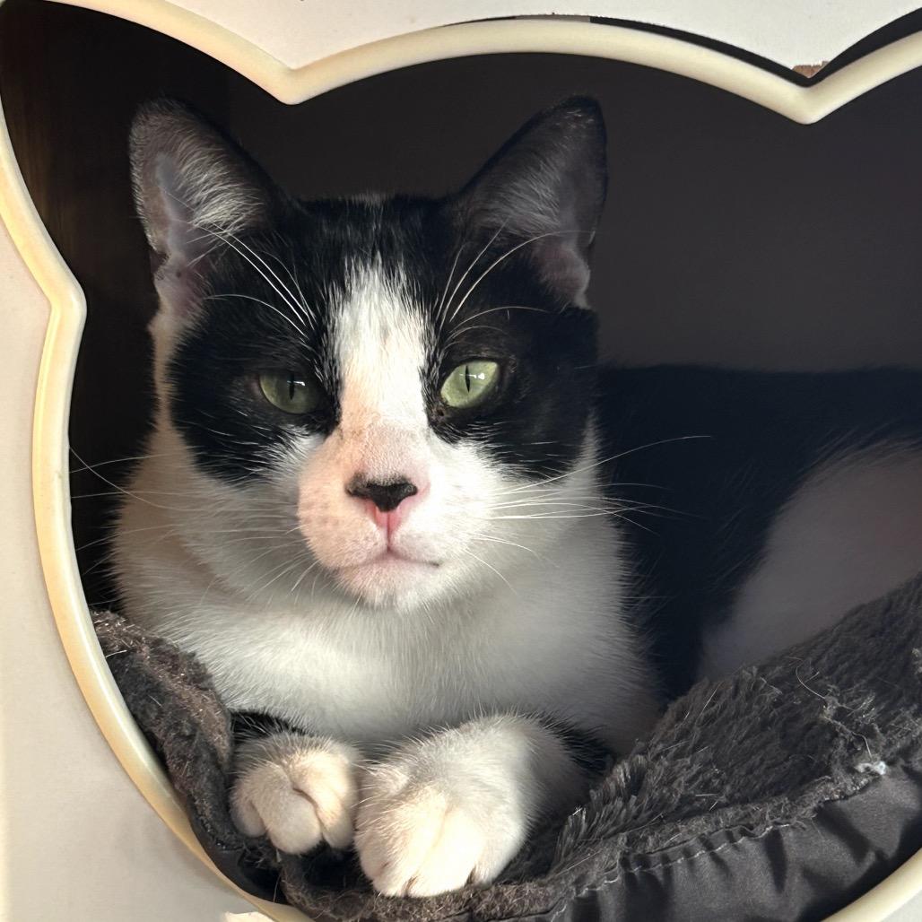 Enlarge PABLO PICATSSO, a ADOPTABLE Domestic Short Hair in Joshua Tree, CA image 1/2